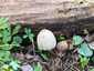 Házi tintagomba (Coprinellus domesticus), Budai-hegység